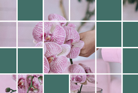 Wellness Trends, Houseplants Wellness Trends, Houseplants