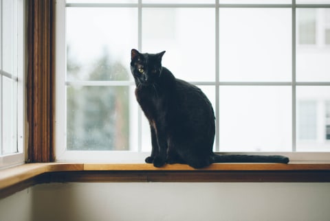 Black Cat Sitting on Window Pane
