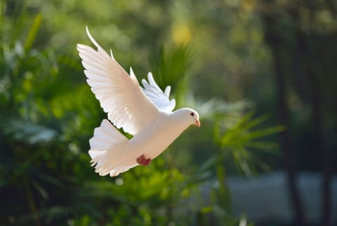 Flying pigeon in the woods