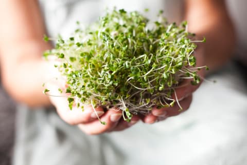 Sprouts Of Broccoli In Hands