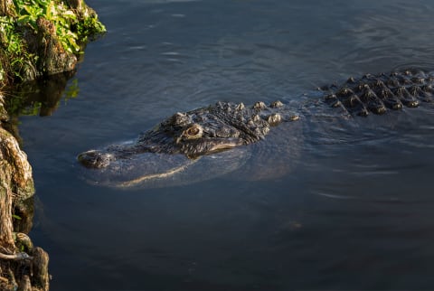 American Alligator Floating In The Water