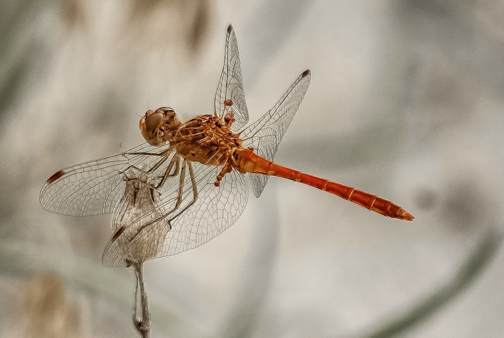 4 Cultural Meanings Of The Dragonfly + Why To Pay Attention To This Critter