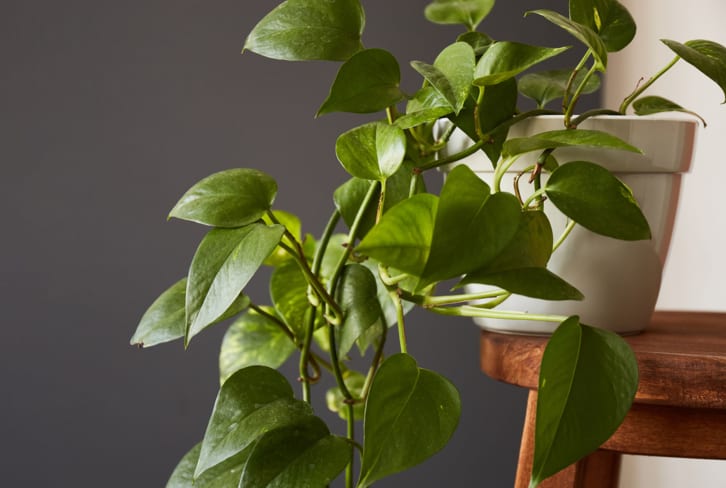 15 Houseplants That Will Climb All Over Your Home + How To Care For Them