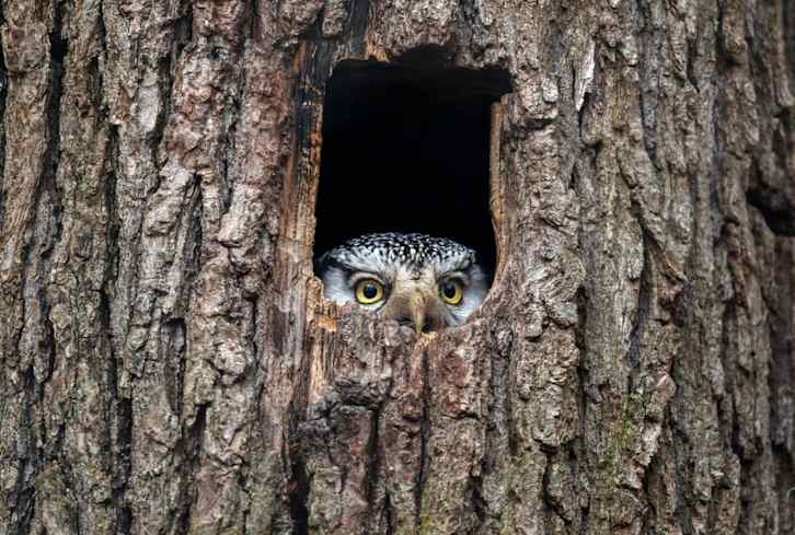 Keep Seeing Owls? Here's The Spiritual Meaning (Depending On Its Color)