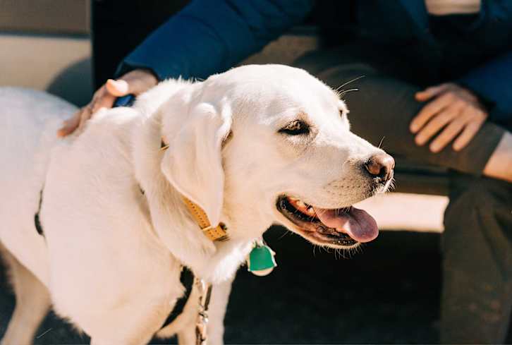 What To Know About Caring For An Aging Pet + Nutrition & Exercise Tips