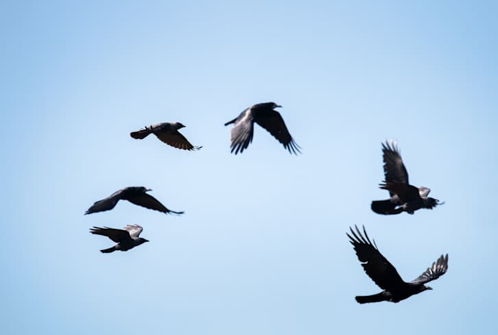 Seeing A Flock Of These Birds Teaches An Important Spiritual Lesson