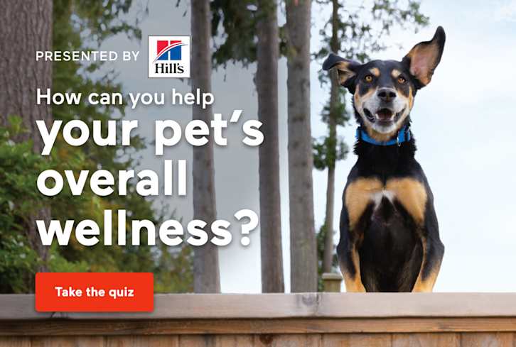 A Quiz For Pet Parents—How Can You Support Your Pet’s Wellness?