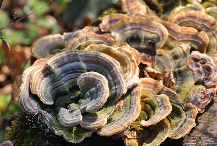 From Mushrooms To Breathwork — Our Favorite Bite-Sized Practices For Less Stress