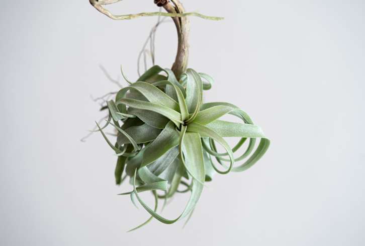 These Funky & Colorful Plants Thrive In Lower Light (And Don't Need Any Soil)