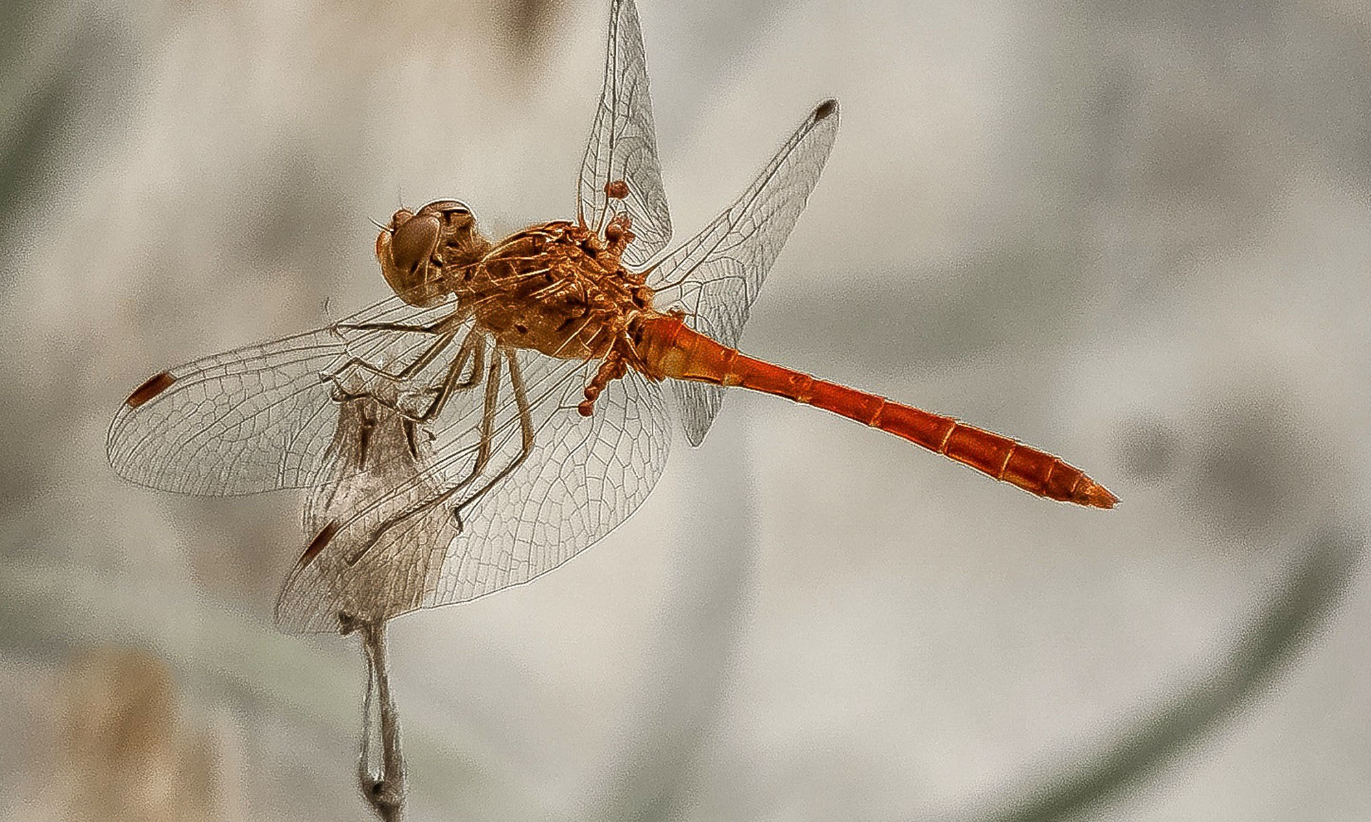 Dragonfly Symbolism: 6 Spiritual Meanings Of This Critter | mindbodygreen
