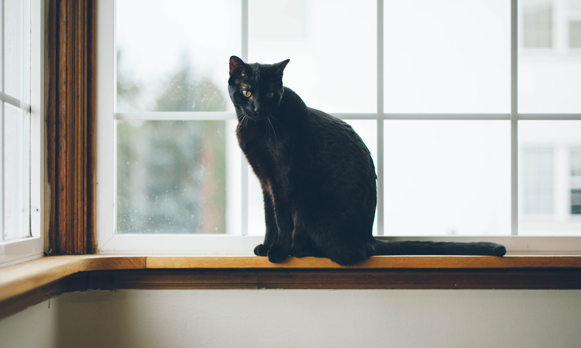 Here's Why Black Cats Are Actually A Good Sign, From An Animal Medium