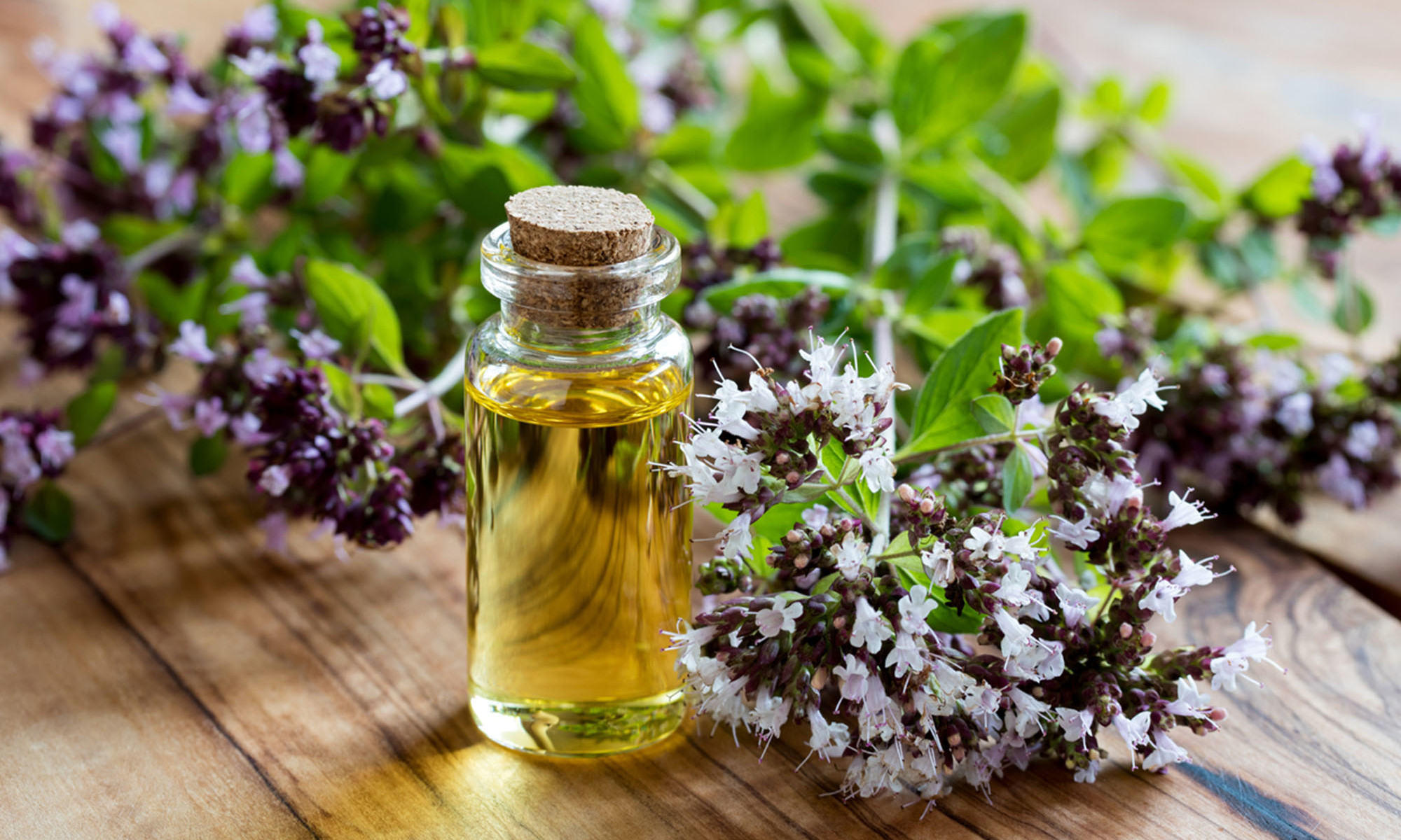 5 Health Benefits Of Oregano Oil & How To Use It