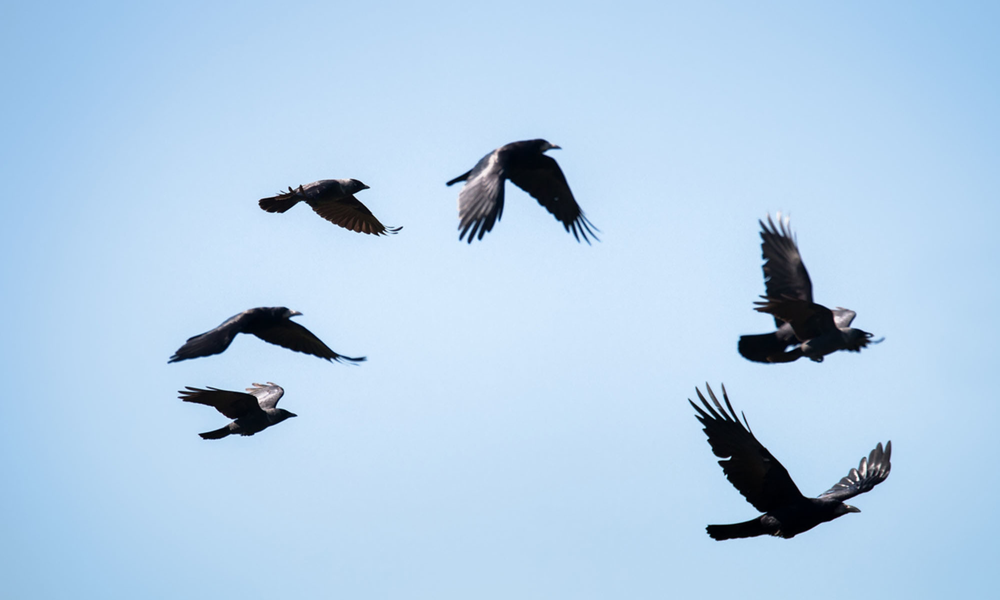 Crow Symbolism: 5 Spiritual Meanings Of This Bird | mindbodygreen