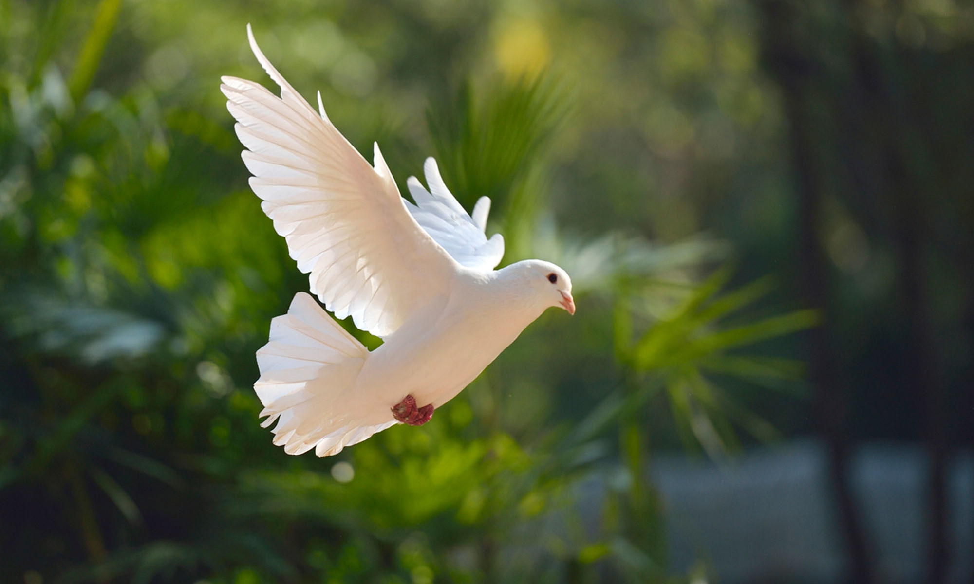 Dove Symbolism: 5 Spiritual Meanings Of This Loving Bird | mindbodygreen