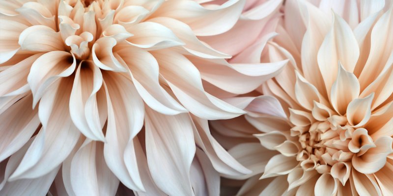Meaning of flower petals discount