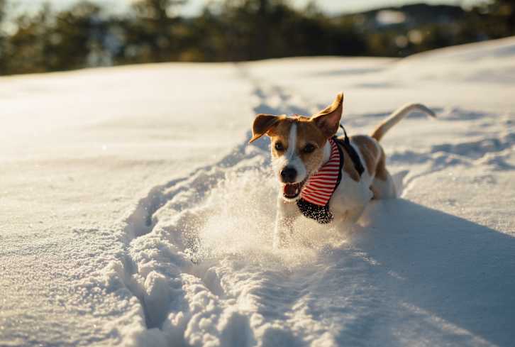 9 Gifts That Will Make Sure Your Pet Is Living Their Best Life