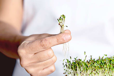 DIY: Grow Your Own Sprouts