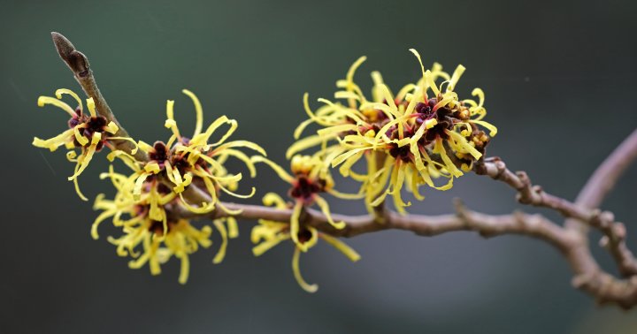Witch Hazel Uses For Face, Body & More