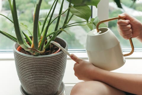 person watering a monstera