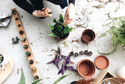 homemade plant food