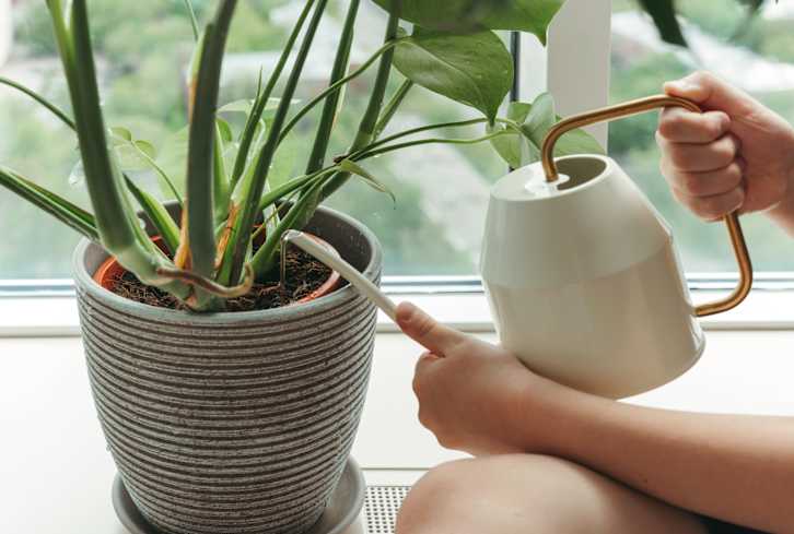 Here's Why Tap Water Isn't *Always* Best For Your Plants, Experts Say