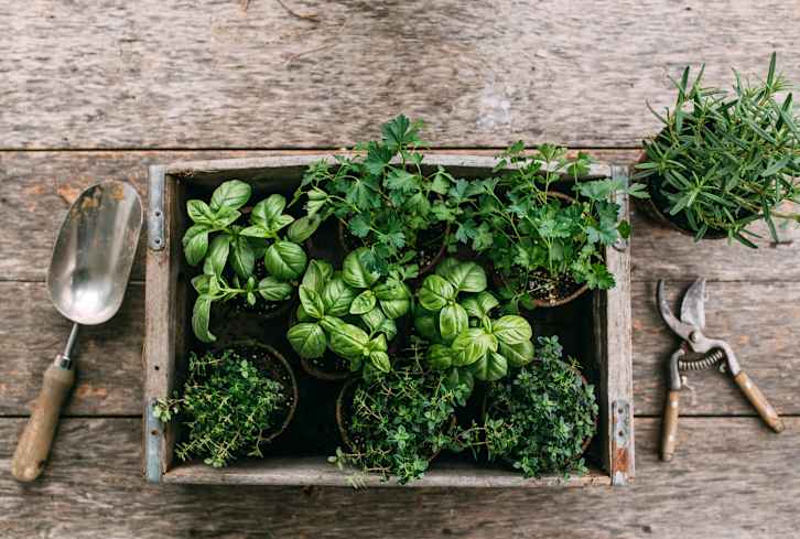 How To Grow Your Own Food If You Don't Have A Garden