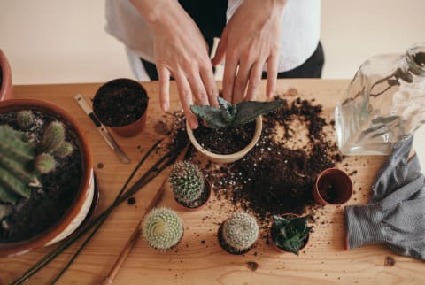 How to aerate soil using chopsticks and look after your house plants