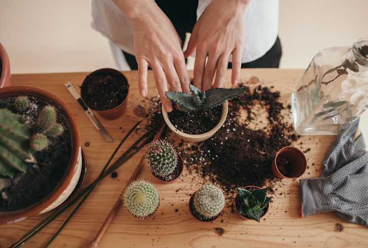 From Monsteras To Succulents, The Best Soil Mixes For All Your Houseplants