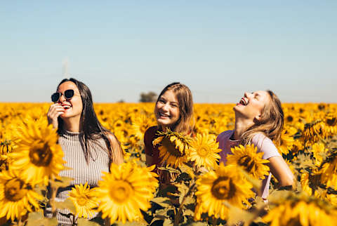 Three Women in a field of sunflowers Three Women in a field of sunflowers