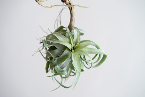Tillandsia Streptophylla setting on wood stick Tillandsia Streptophylla setting on wood stick