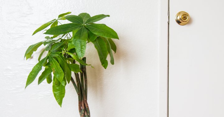 Read more about the article All You Need To Know About The Lucky Charm Of The Houseplant World