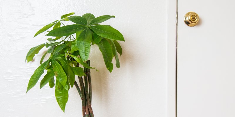Money Trees Lighting Watering Placement Tips