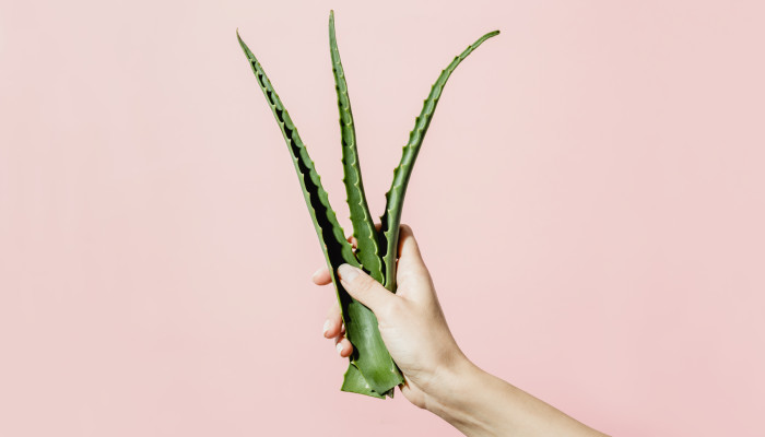 9 Benefits Of Using Aloe Vera For Skin Care More