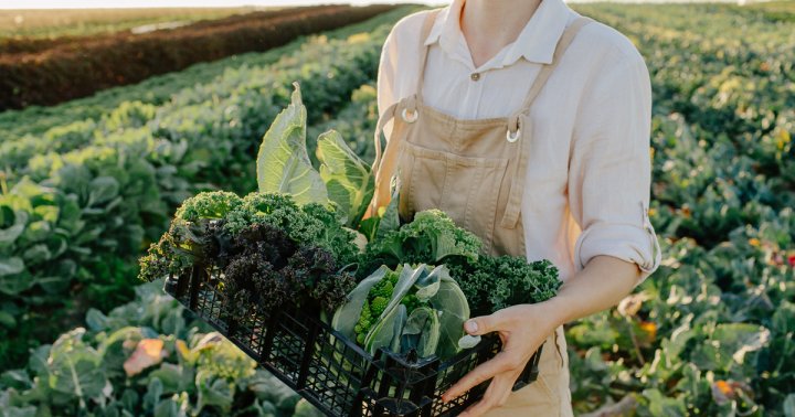 Regenerative Farms Boast Healthier Crops & Soil Than Conventional Farms
