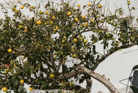 Lemon tree