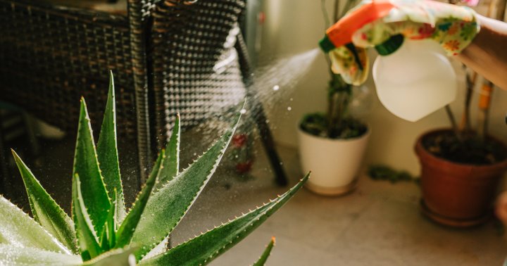 The Plant Care Mistake Every Busy Person Makes & How To Fix It