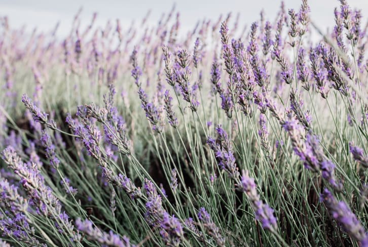 Benefits Of Lavender Oil: 8 Uses For This Essential Oil