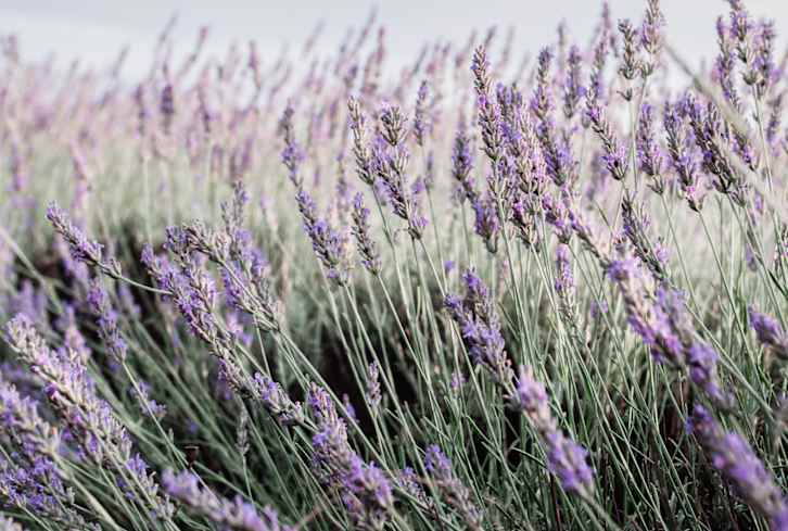 Benefits Of Lavender Oil: 8 Uses For This Essential Oil