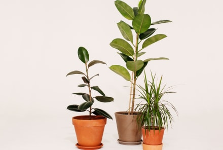 6 Ways To Fill Your Home With Houseplants On The Cheap