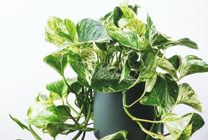4 Reasons Your Pothos Leaves Are Turning Yellow & What To Do