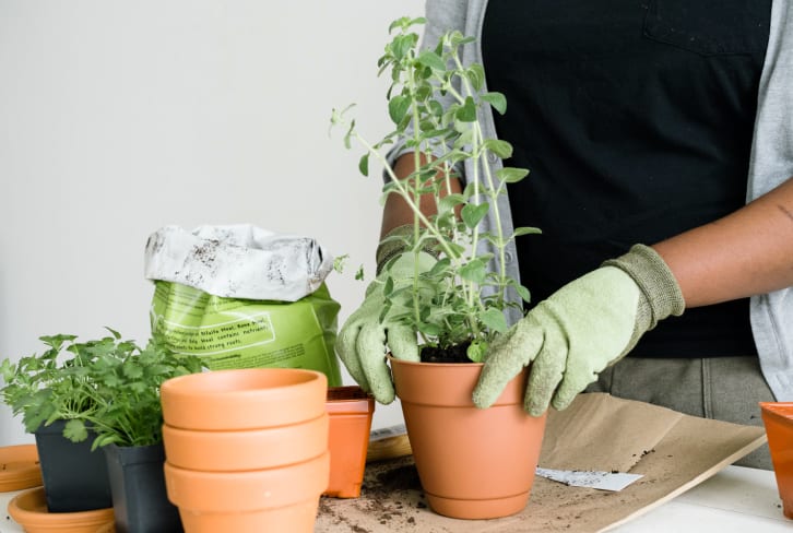 A Step-By-Step Guide To Repotting Your Plants Without Killing Them