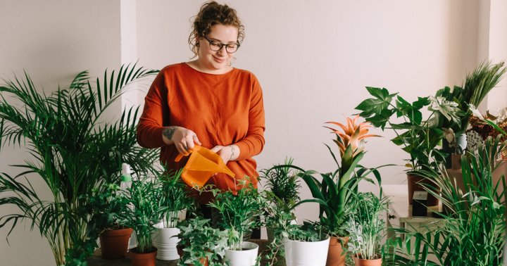 What Time Of Day Your Houseplants Should Be Watered & Why It Matters What Time Of Day Your Houseplants Should Be Watered & Why It Matters