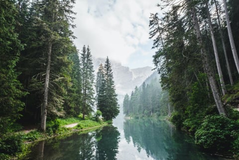 Lago di Braies forest