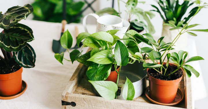 These Hacks Will Help All Your Plants Survive When You're On Vacation