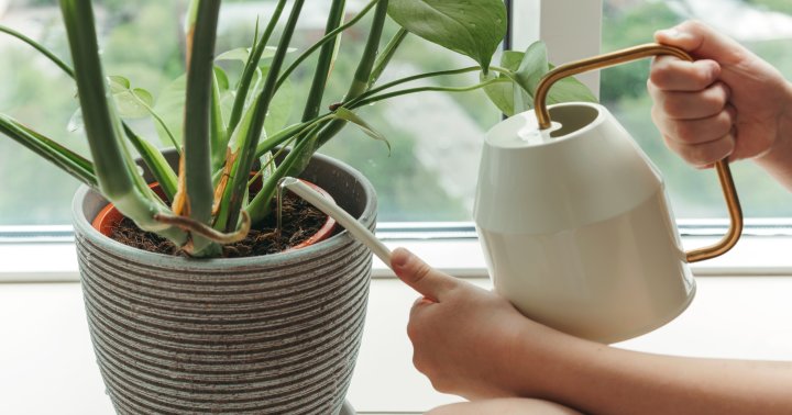 You Shouldn't *Always* Water Your Plants With Tap: When To Make The Switch - mindbodygreen.com