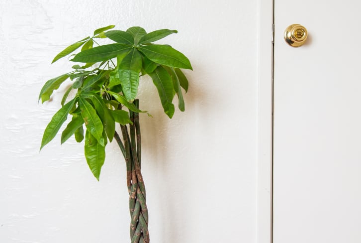 All You Need To Know About The Lucky Charm Of The Houseplant World