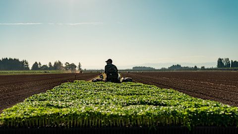 Do You Know Where Your CBD Comes From? Take A Look