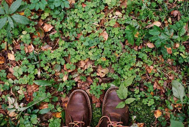 Why Four-Leaf Clovers Are A Symbol Of Luck & How To Harness Them