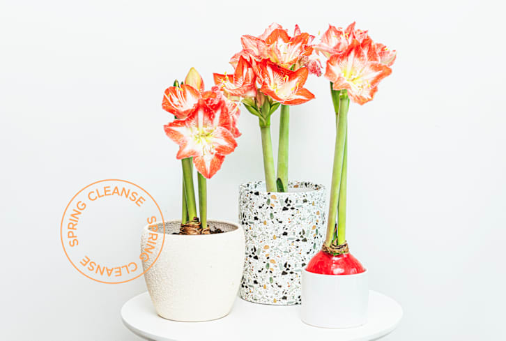 5 Things Your Houseplants Want You To Do Now That It's Spring