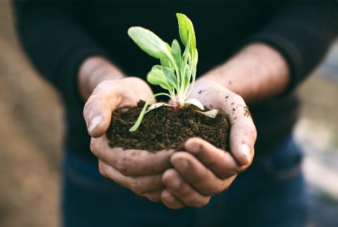 lasagna gardening